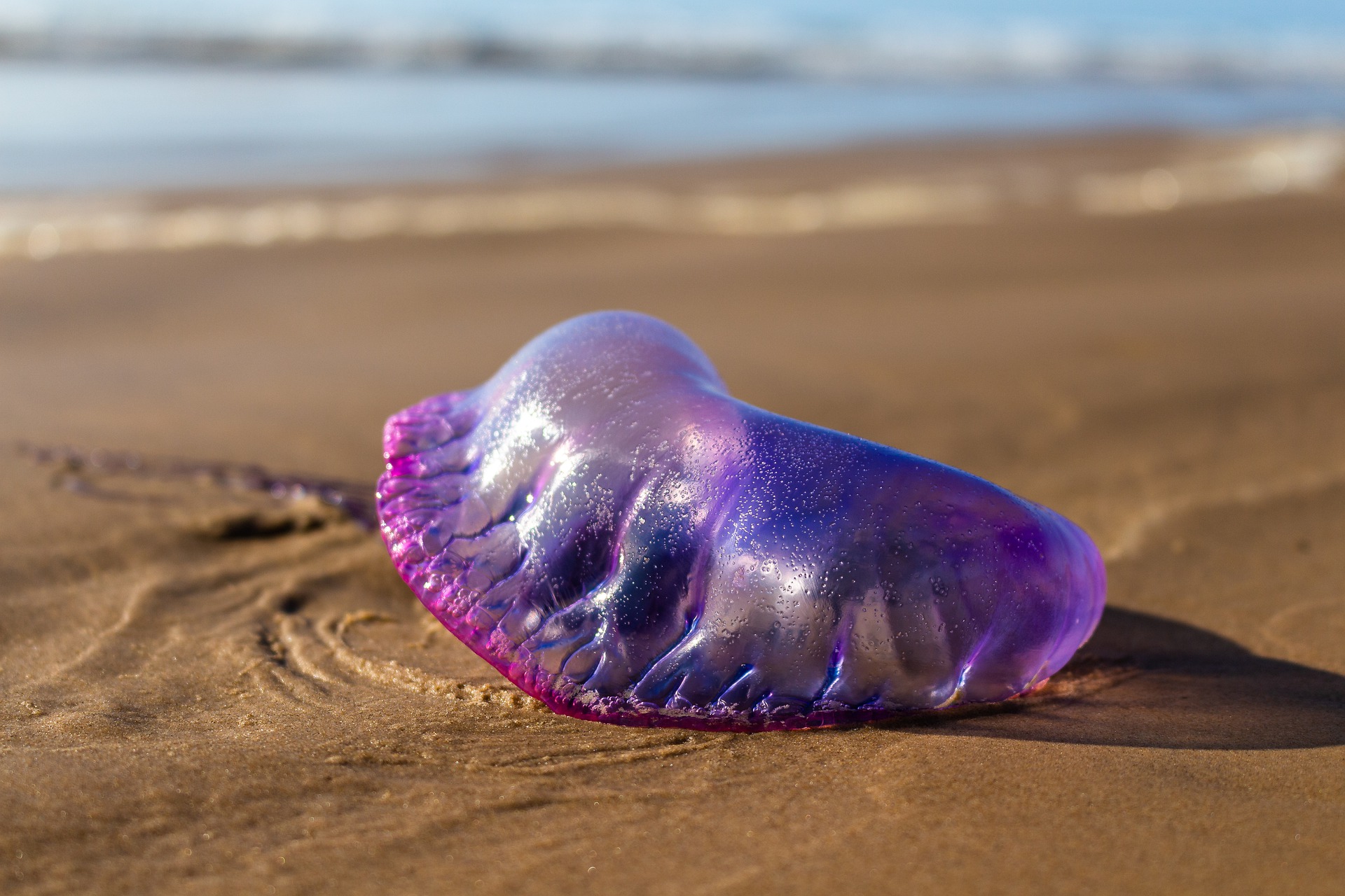 portuguese-man-o-war-7576019_1920 – Vendée Info